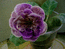 Пурпурный Драгоценный Жемчуг